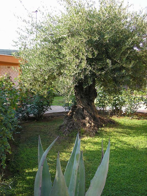 Al Vecchio Olivo Bed and Breakfast Frascati Εξωτερικό φωτογραφία
